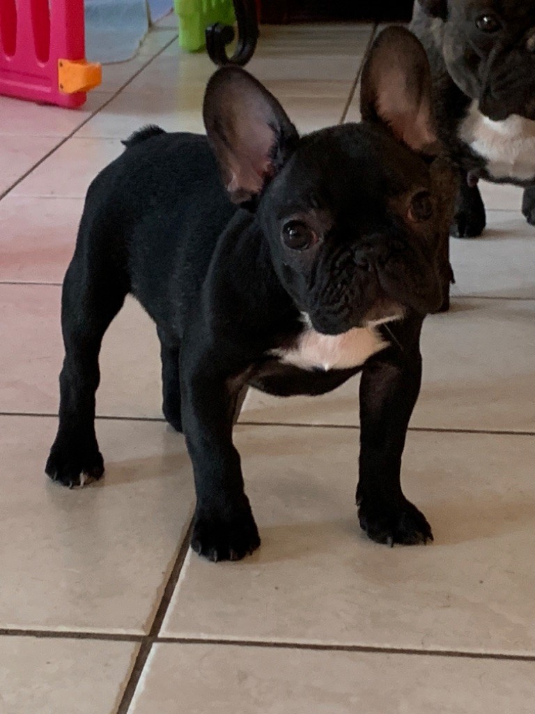 chiot Bouledogue français du square du p'tit quinquin