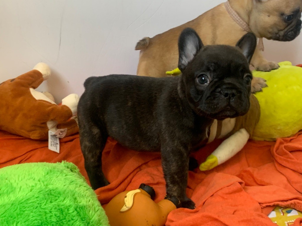 chiot Bouledogue français du square du p'tit quinquin