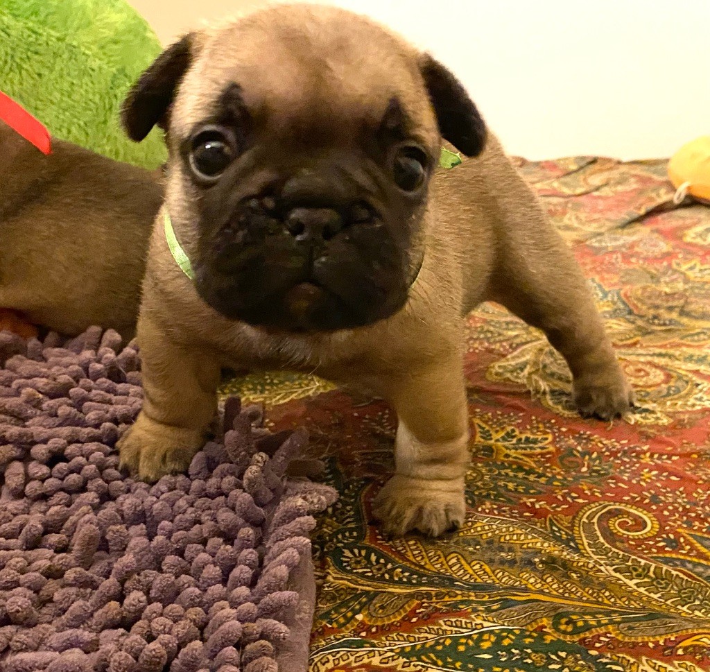 chiot Bouledogue français du square du p'tit quinquin