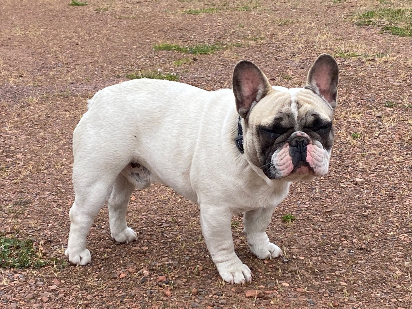 Tous les matins du monde Volpone