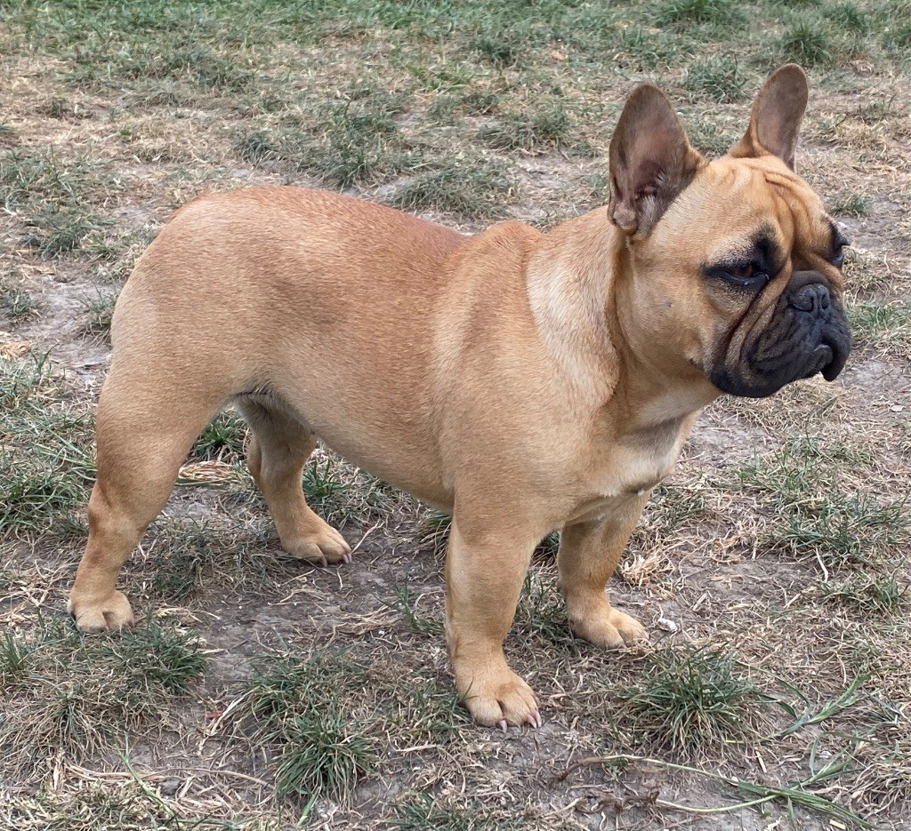 Arletty du square du p'tit quinquin