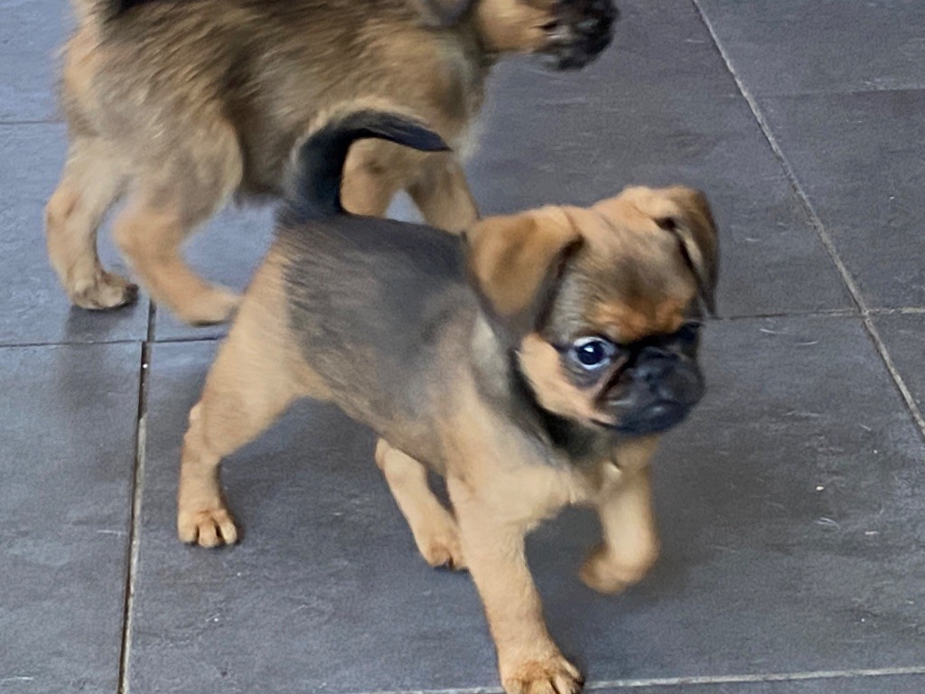 BBs dispo de suite :rubrique chiots disponibles 