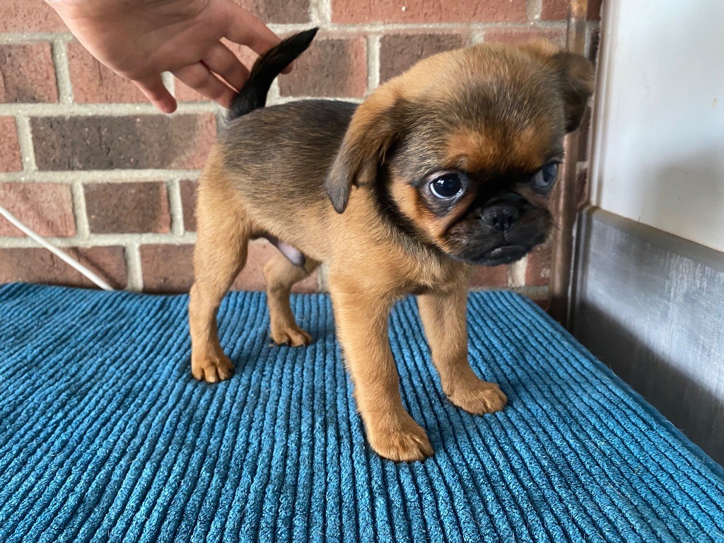 Mâle brabançon de 2 mois rubrique chiots