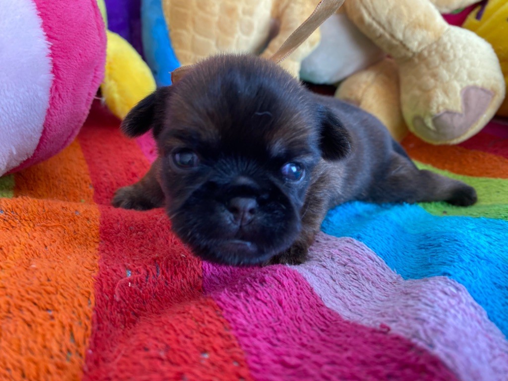 du square du p'tit quinquin - Chiots disponibles - Griffon belge