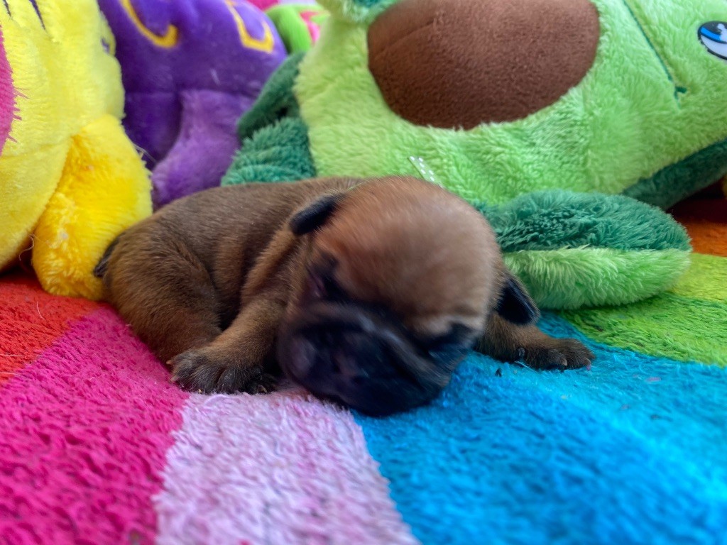 du square du p'tit quinquin - Chiots disponibles - Bouledogue français