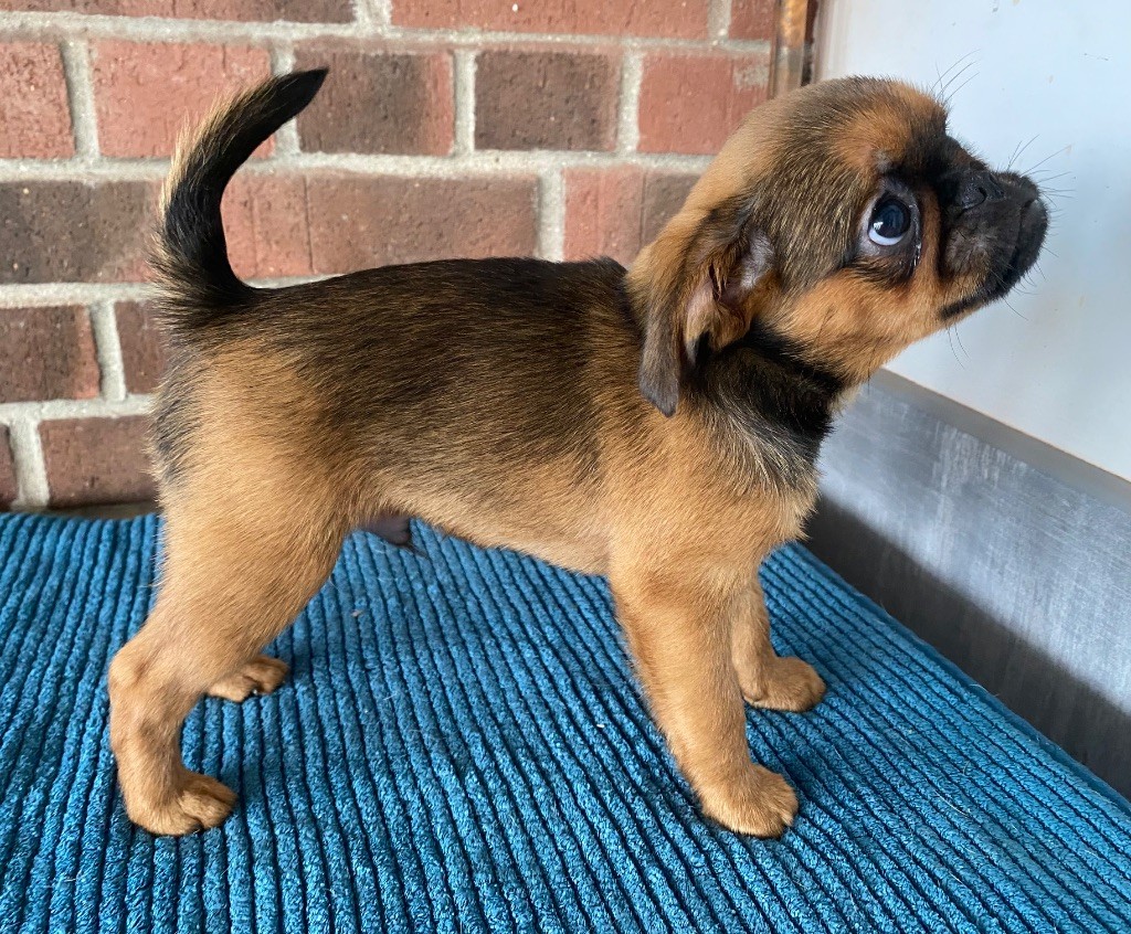 du square du p'tit quinquin - Chiots disponibles - Petit Brabançon