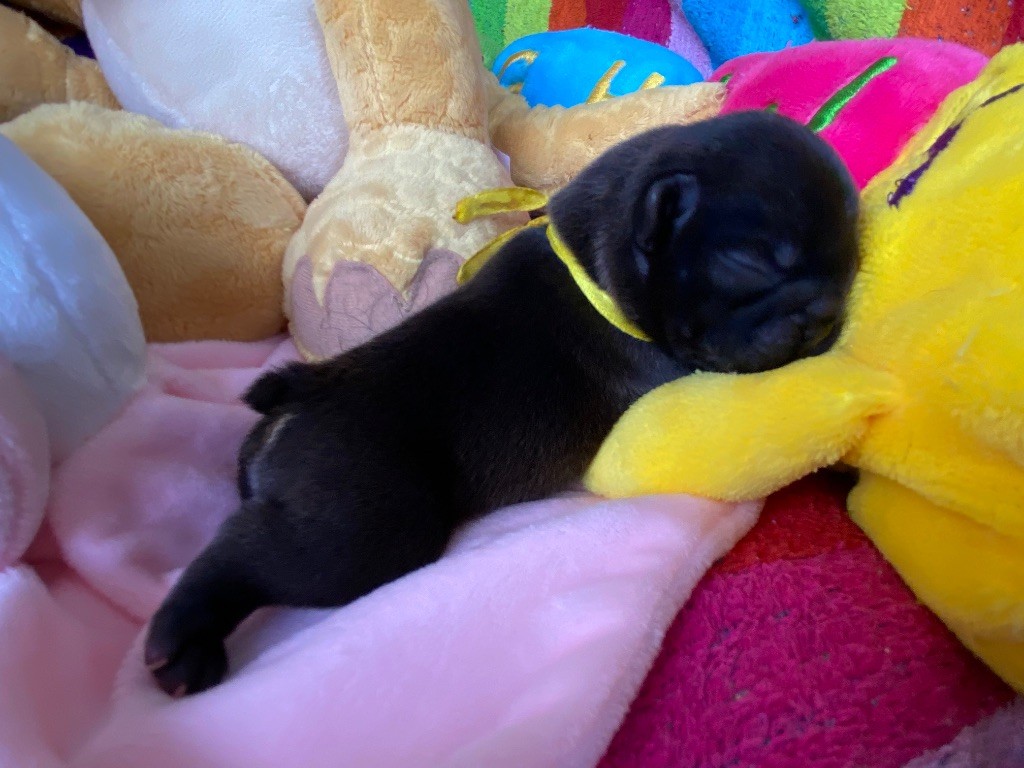 du square du p'tit quinquin - Chiots disponibles - Bouledogue français
