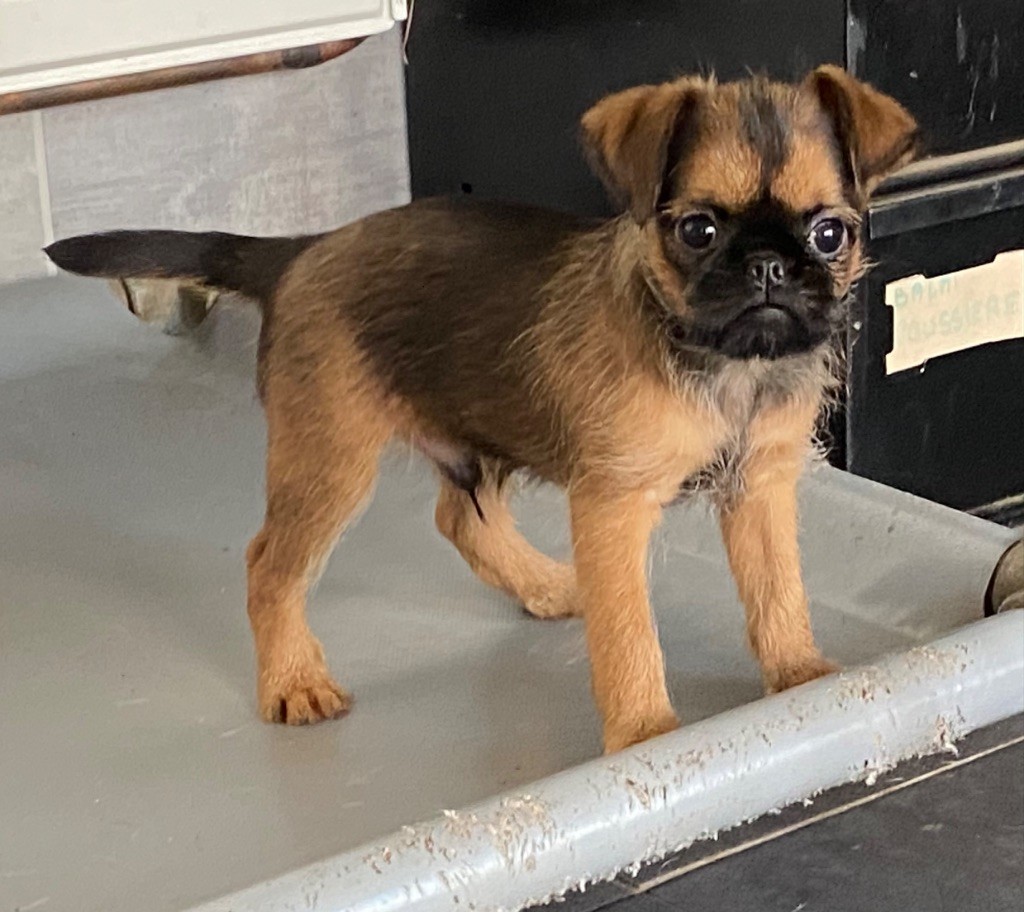 du square du p'tit quinquin - Chiots disponibles - Griffon belge