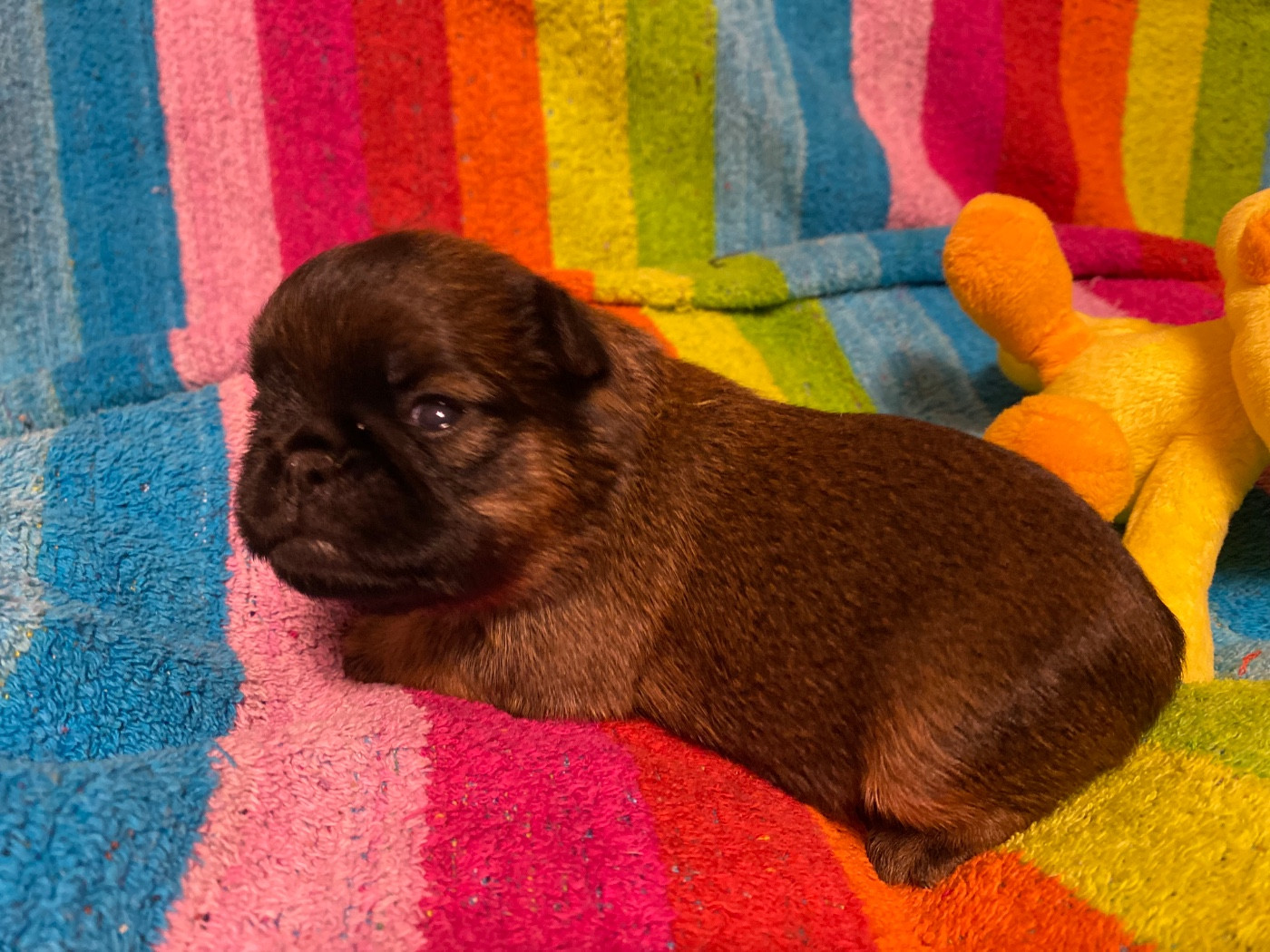 du square du p'tit quinquin - Chiots disponibles - Griffon bruxellois