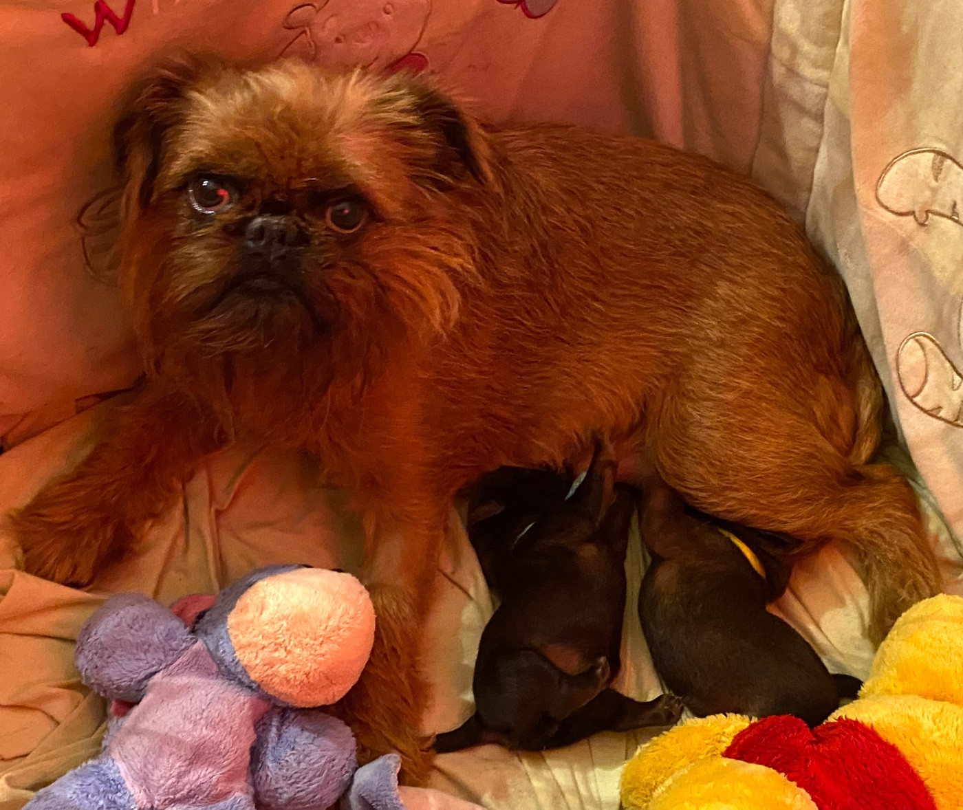 Chiot Griffon bruxellois du square du p'tit quinquin