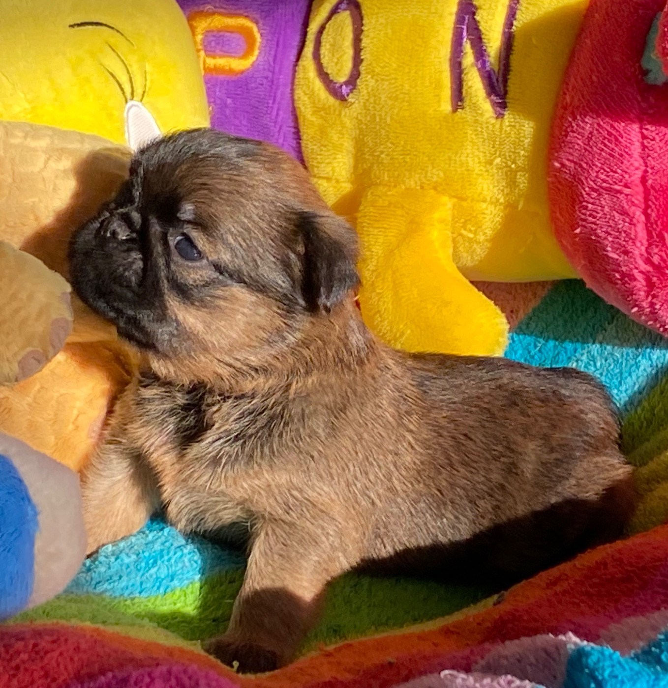 du square du p'tit quinquin - Chiots disponibles - Griffon bruxellois