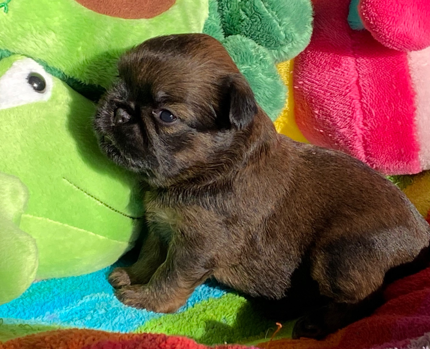 du square du p'tit quinquin - Chiots disponibles - Griffon bruxellois