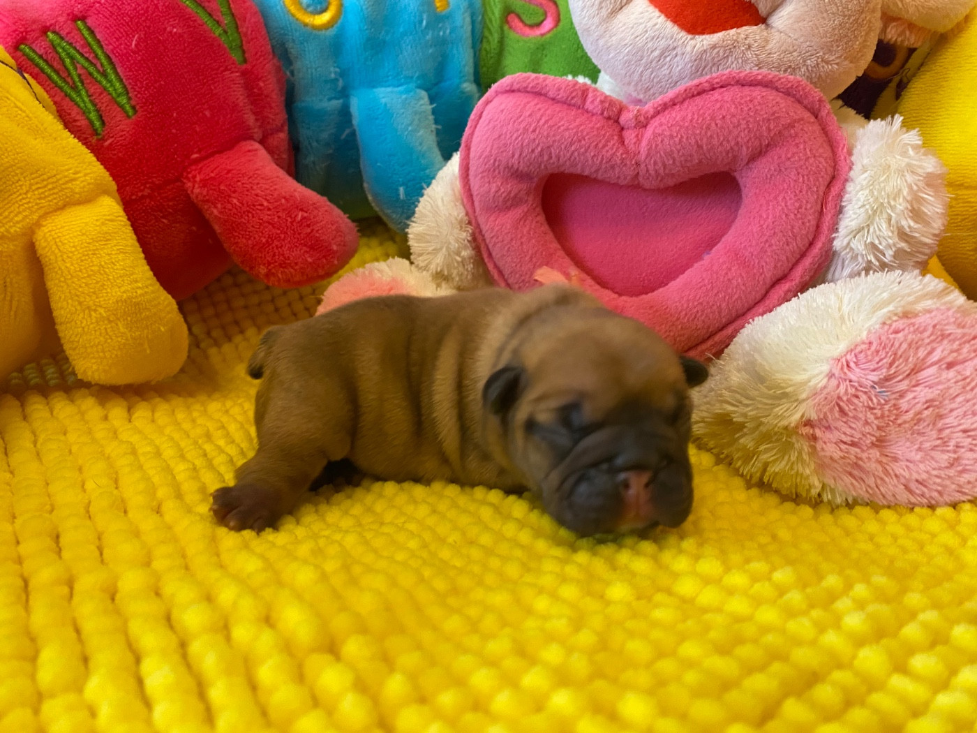 du square du p'tit quinquin - Chiots disponibles - Bouledogue français