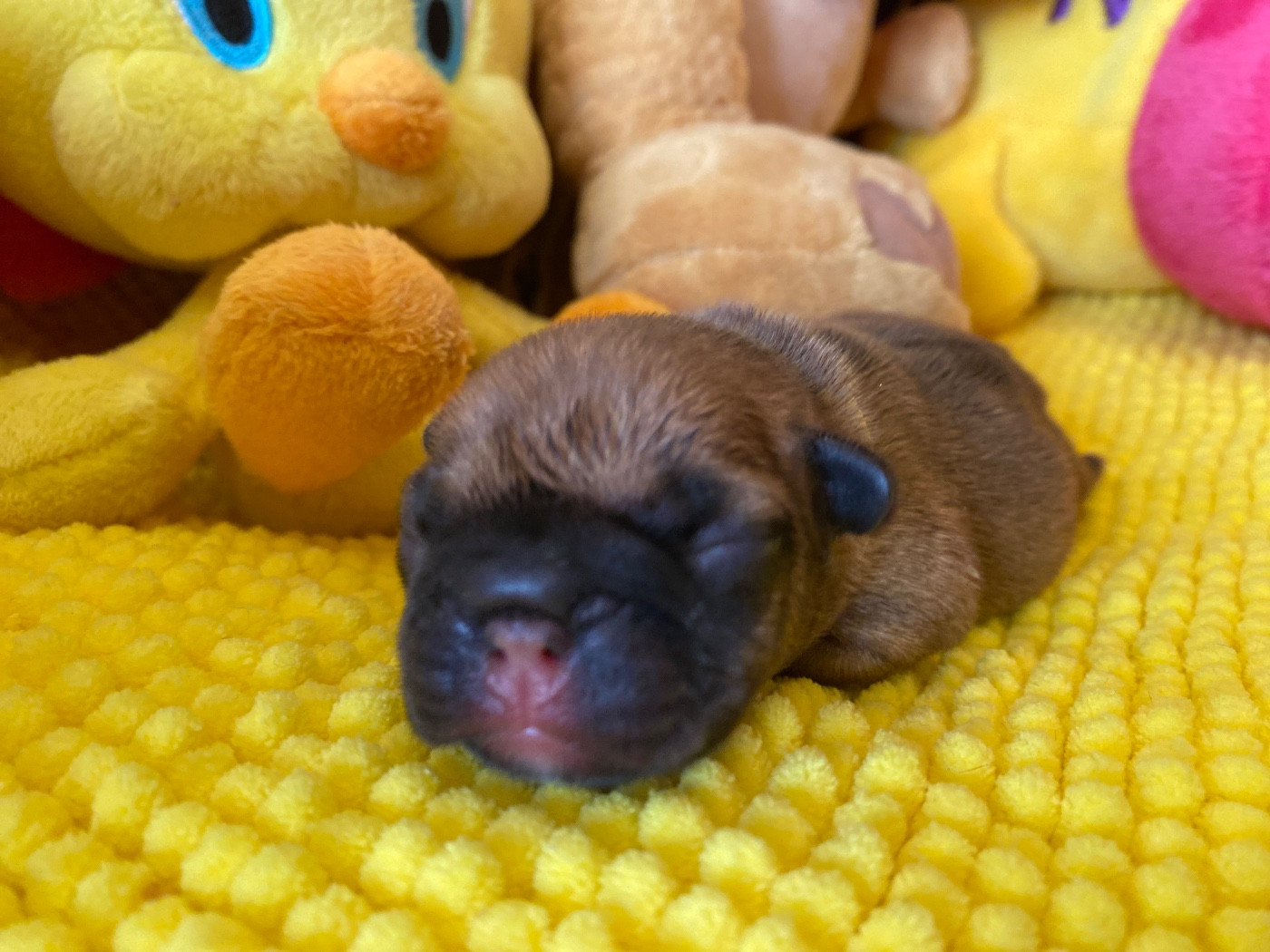 du square du p'tit quinquin - Chiots disponibles - Bouledogue français