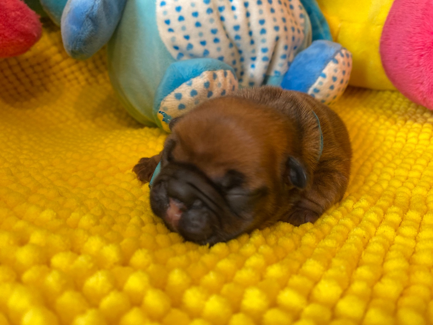 du square du p'tit quinquin - Chiots disponibles - Bouledogue français