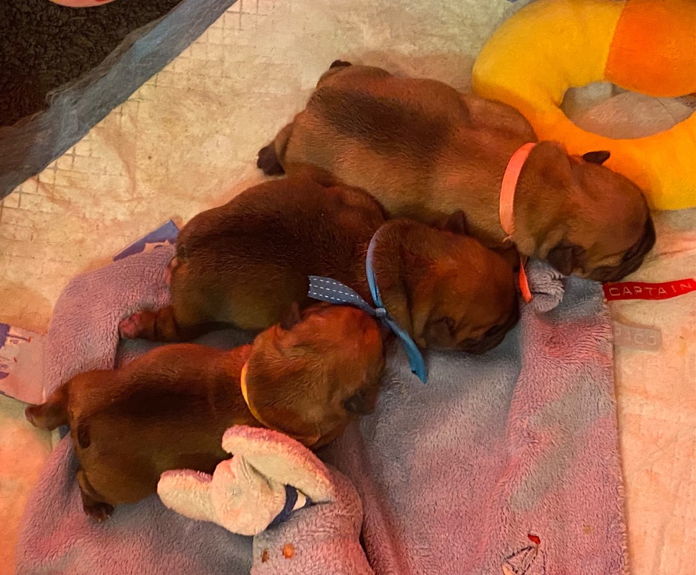 Chiot Bouledogue français du square du p'tit quinquin