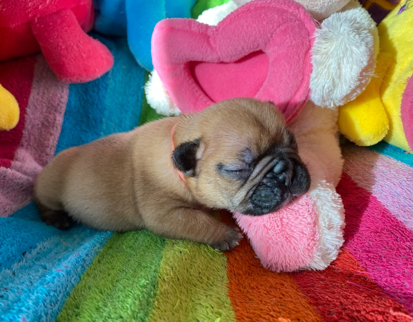 du square du p'tit quinquin - Chiots disponibles - Bouledogue français