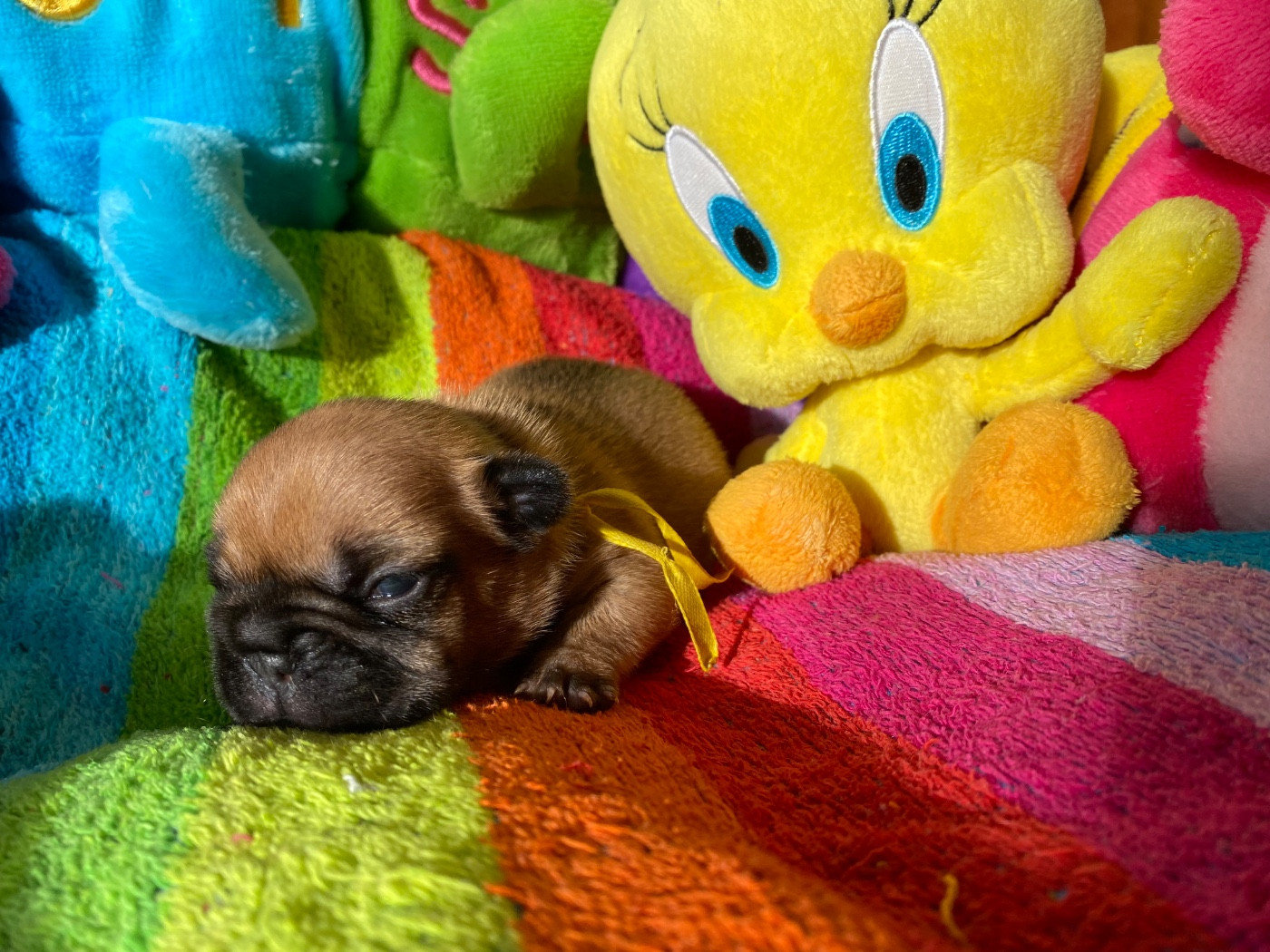 du square du p'tit quinquin - Chiots disponibles - Bouledogue français