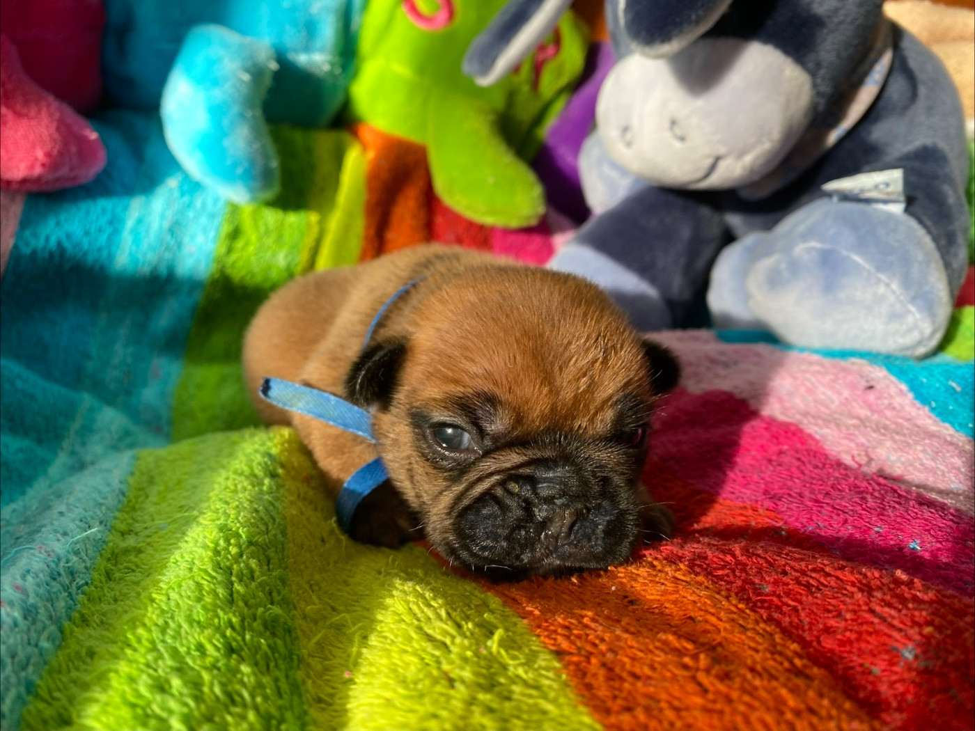 du square du p'tit quinquin - Chiots disponibles - Bouledogue français