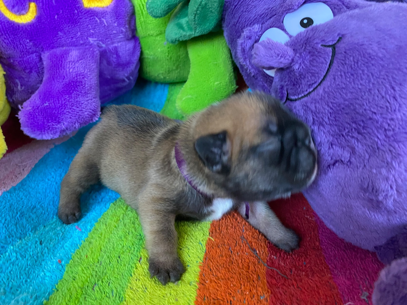 du square du p'tit quinquin - Chiots disponibles - Bouledogue français