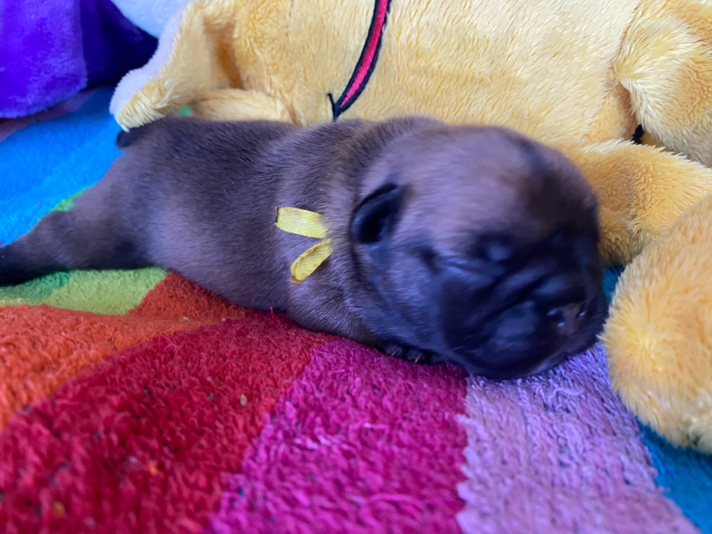du square du p'tit quinquin - Chiots disponibles - Bouledogue français