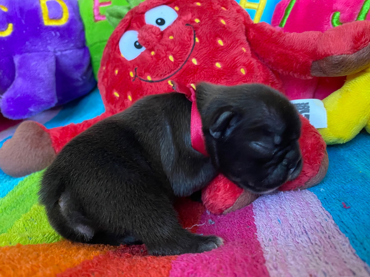 du square du p'tit quinquin - Chiots disponibles - Bouledogue français