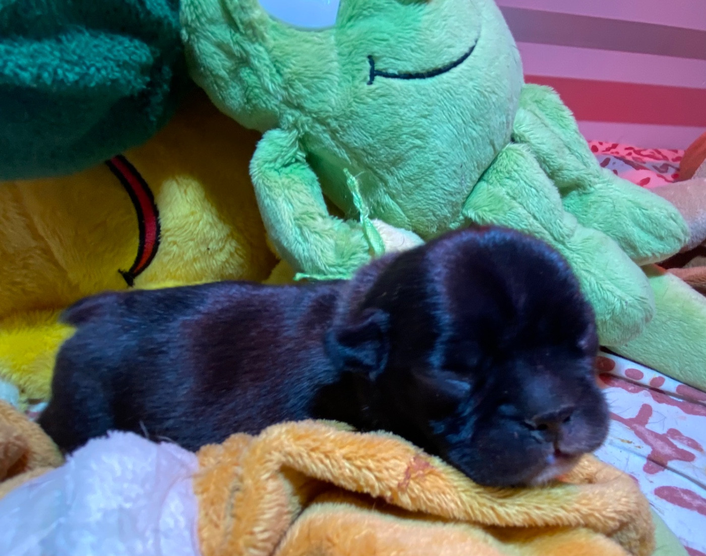 du square du p'tit quinquin - Chiots disponibles - Bouledogue français