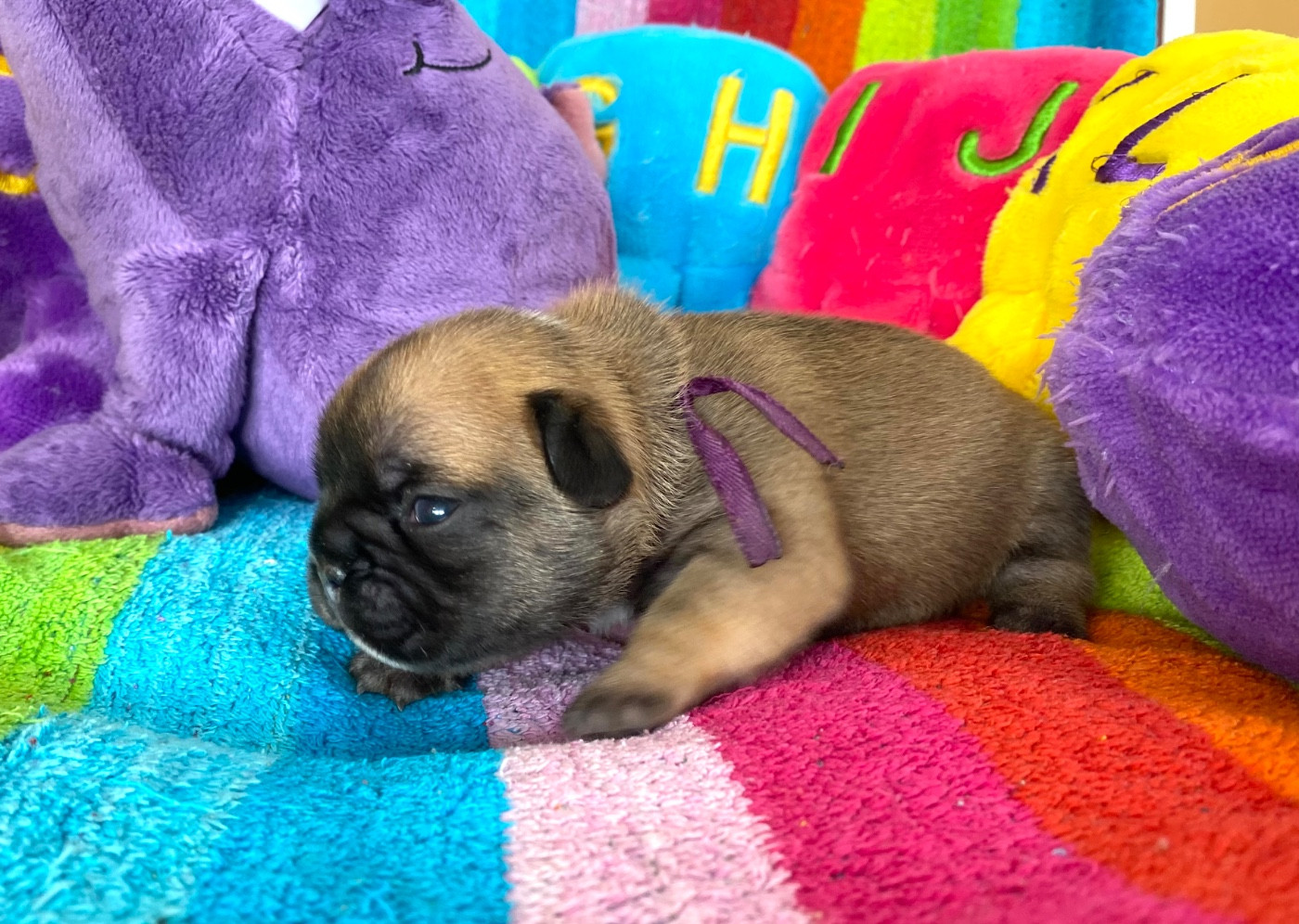 du square du p'tit quinquin - Chiots disponibles - Bouledogue français
