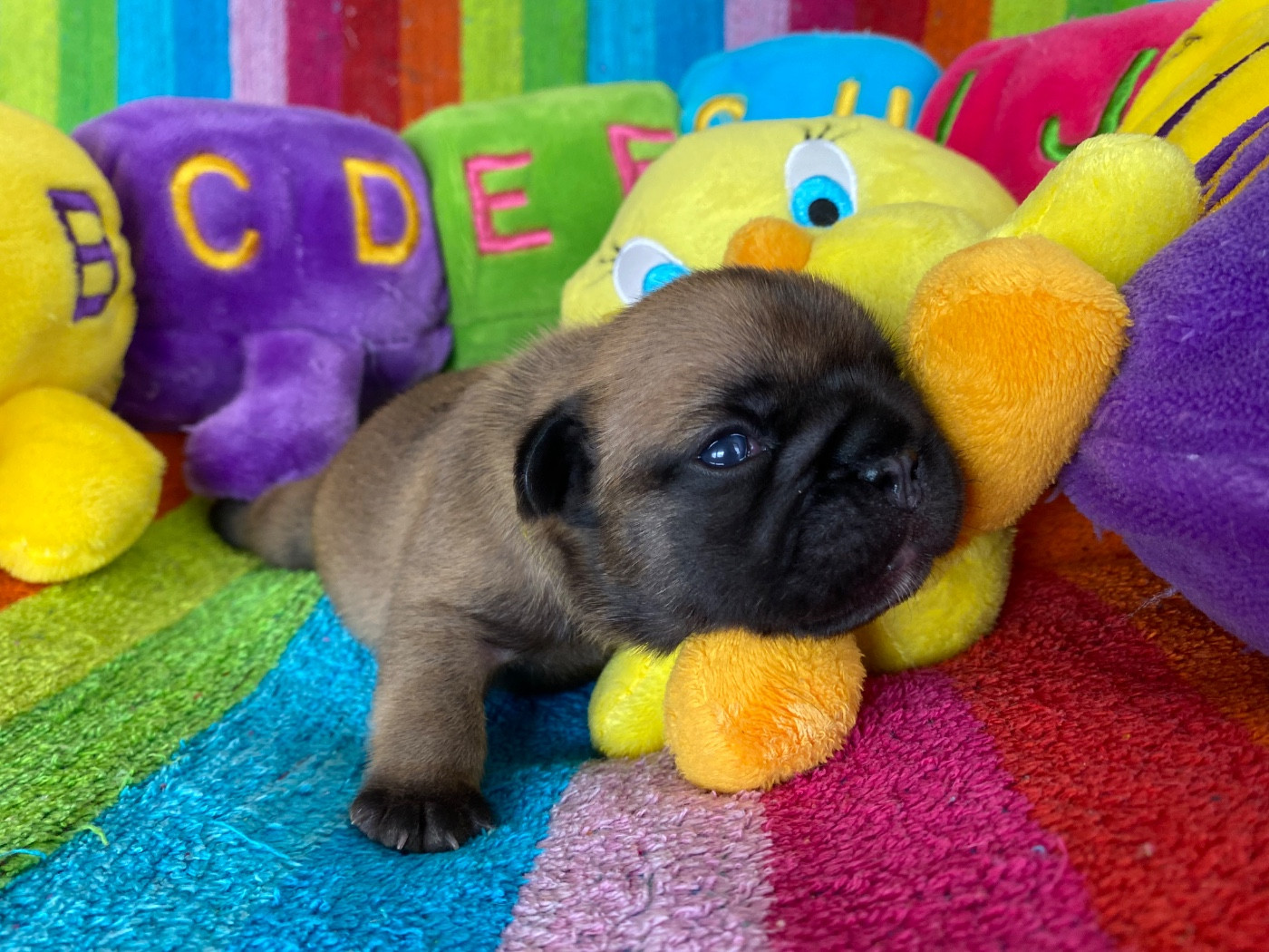 du square du p'tit quinquin - Chiots disponibles - Bouledogue français