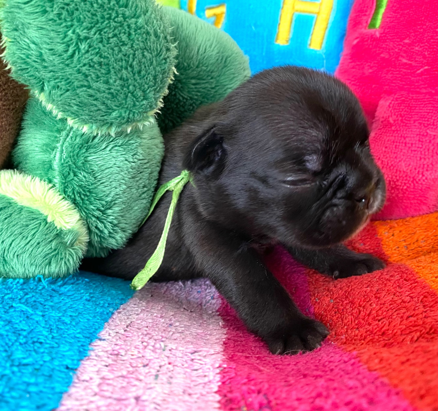 du square du p'tit quinquin - Chiots disponibles - Bouledogue français
