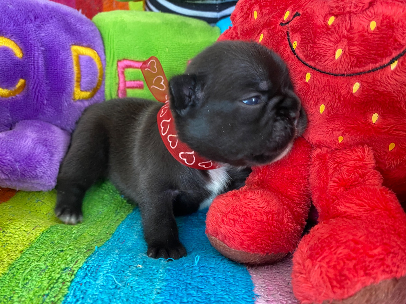 du square du p'tit quinquin - Chiots disponibles - Bouledogue français