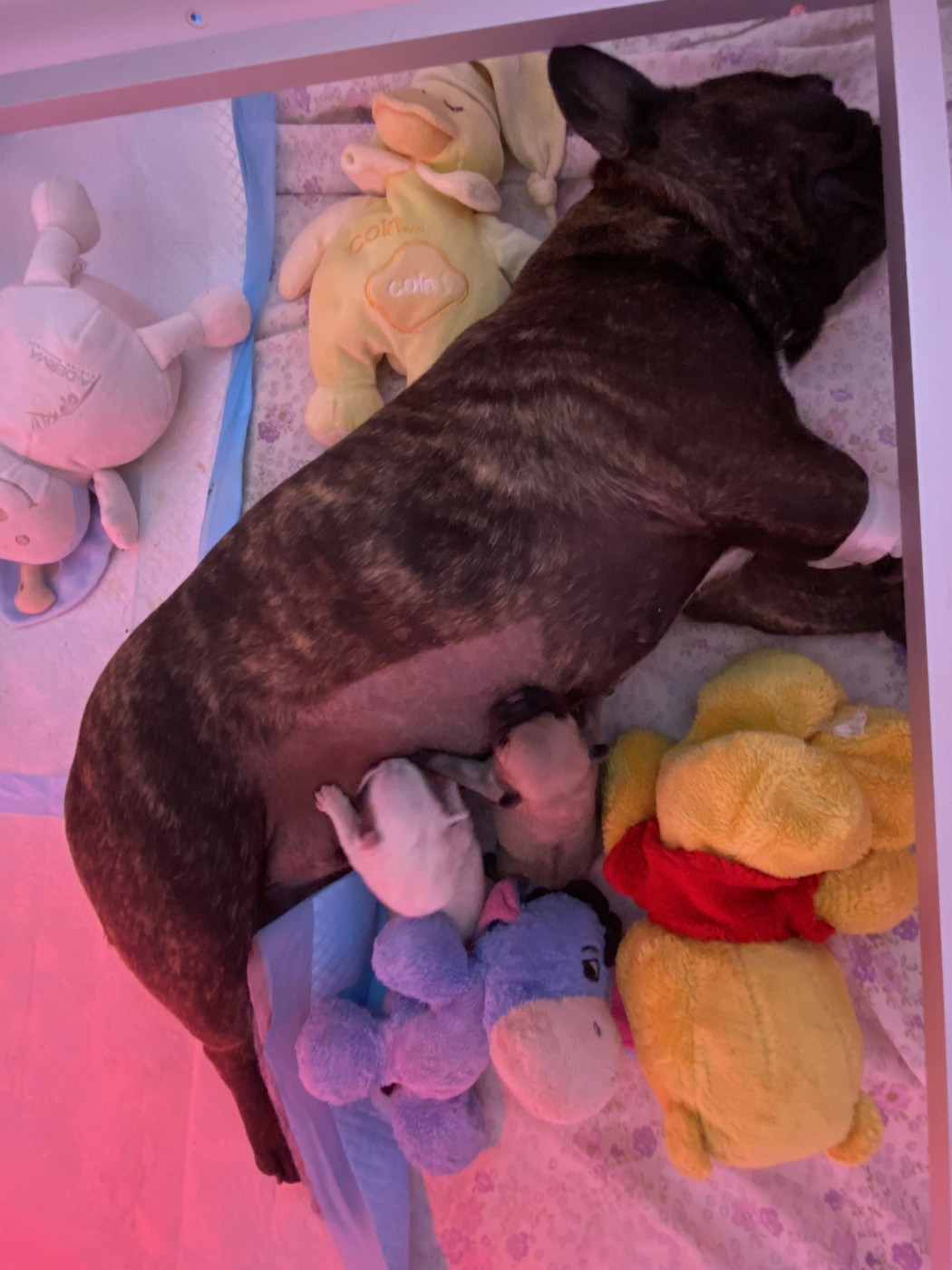 Chiot Bouledogue français du square du p'tit quinquin