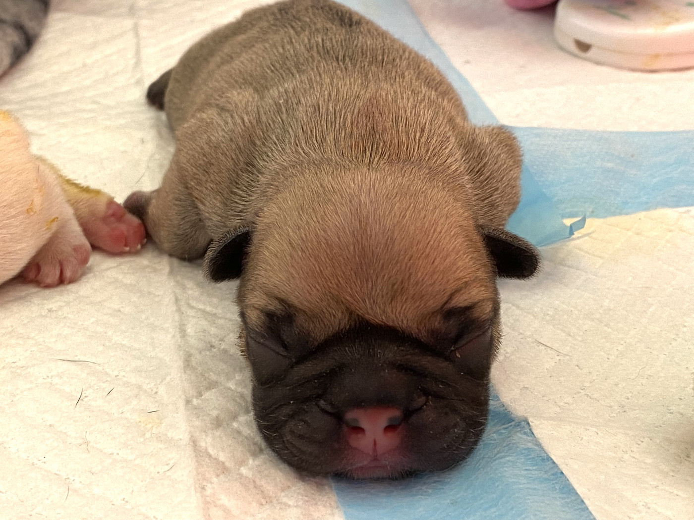 du square du p'tit quinquin - Chiots disponibles - Bouledogue français