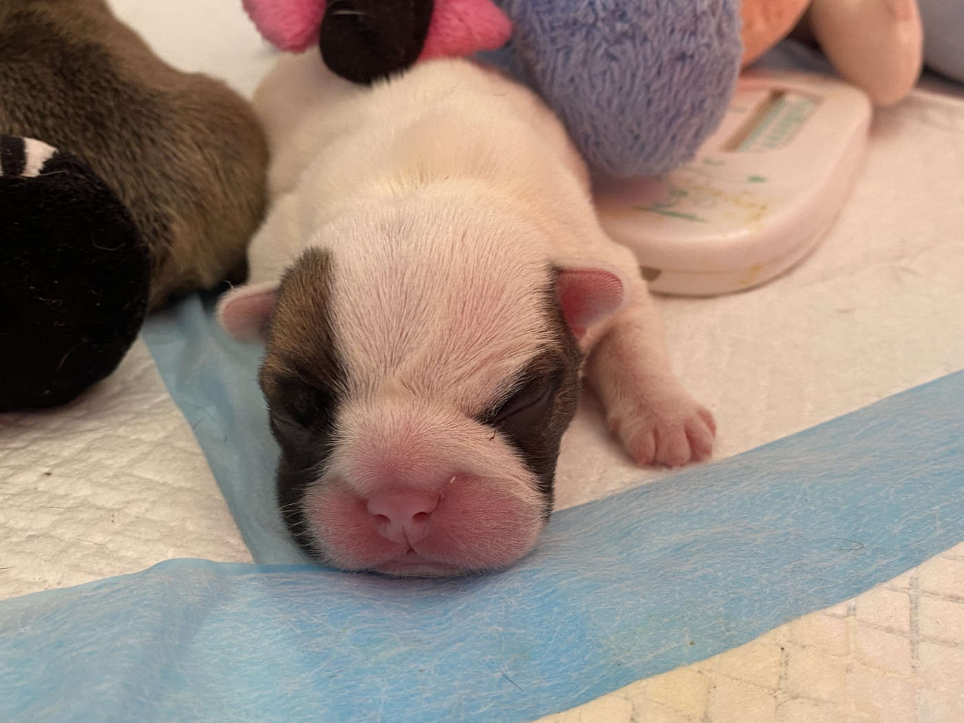 du square du p'tit quinquin - Chiots disponibles - Bouledogue français