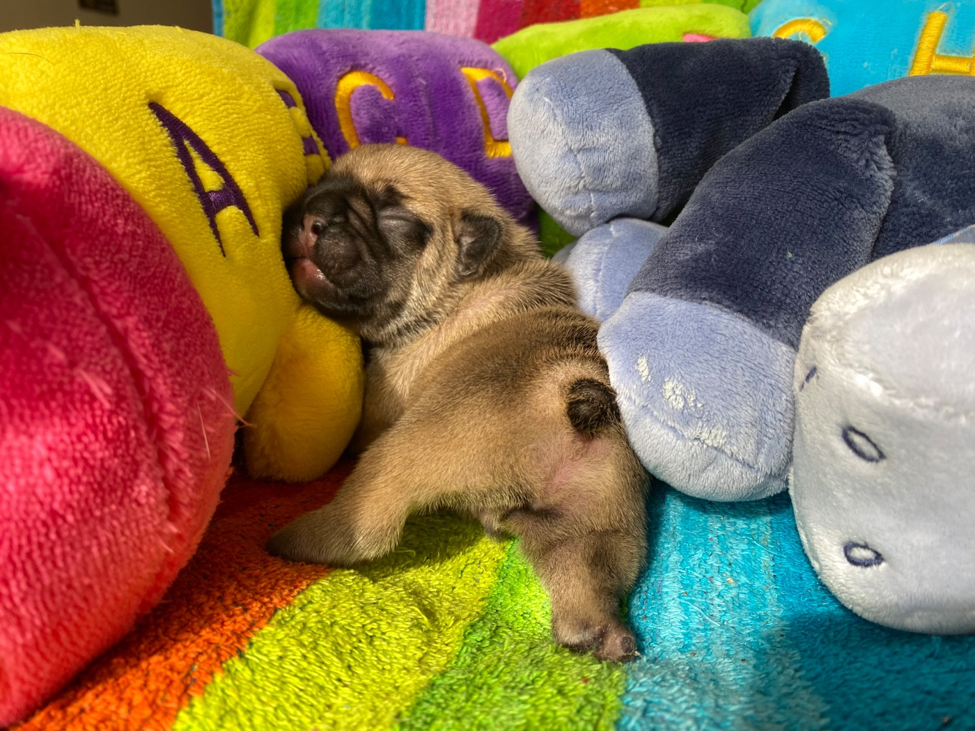 du square du p'tit quinquin - Chiots disponibles - Bouledogue français