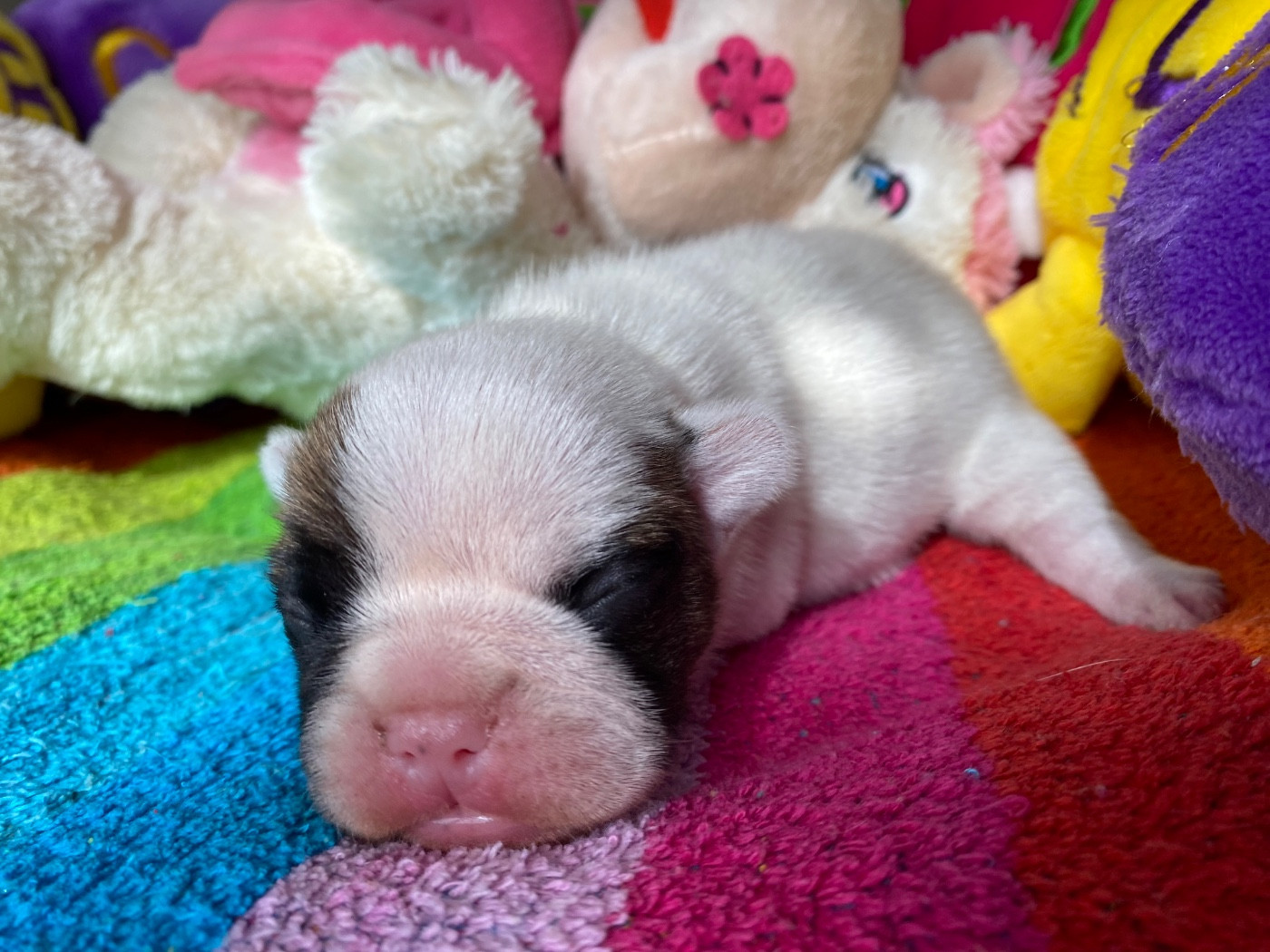 du square du p'tit quinquin - Chiots disponibles - Bouledogue français