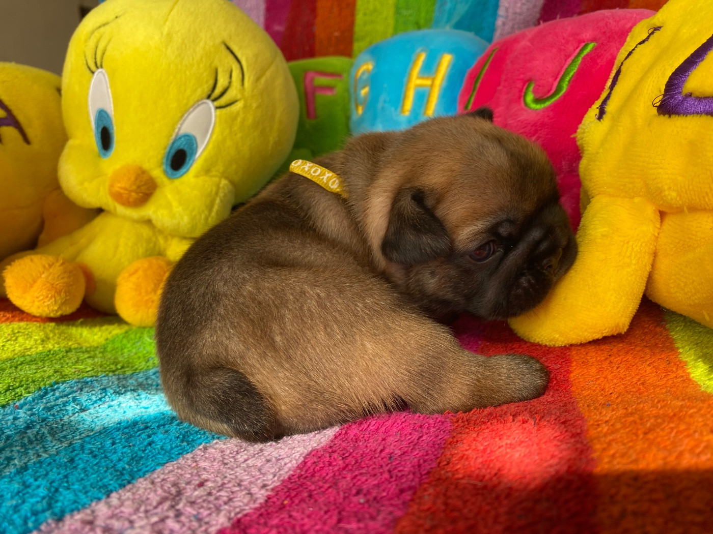 du square du p'tit quinquin - Chiots disponibles - Bouledogue français