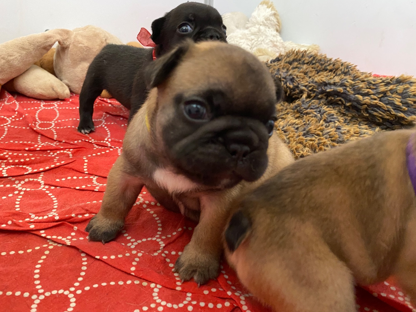du square du p'tit quinquin - Chiots disponibles - Bouledogue français