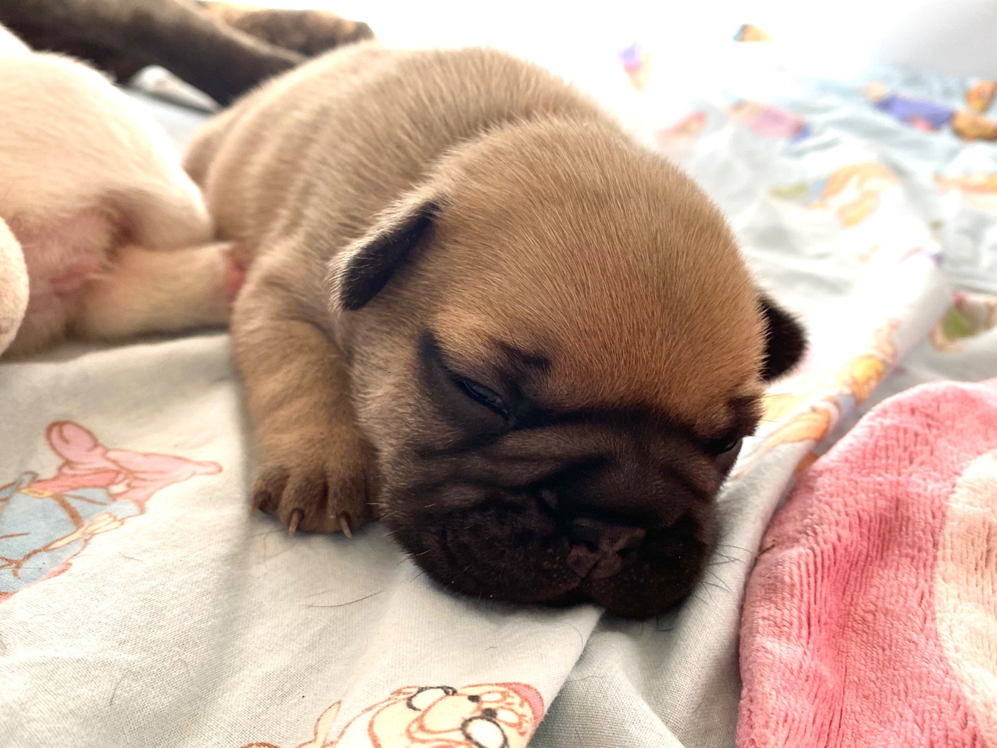 du square du p'tit quinquin - Chiots disponibles - Bouledogue français