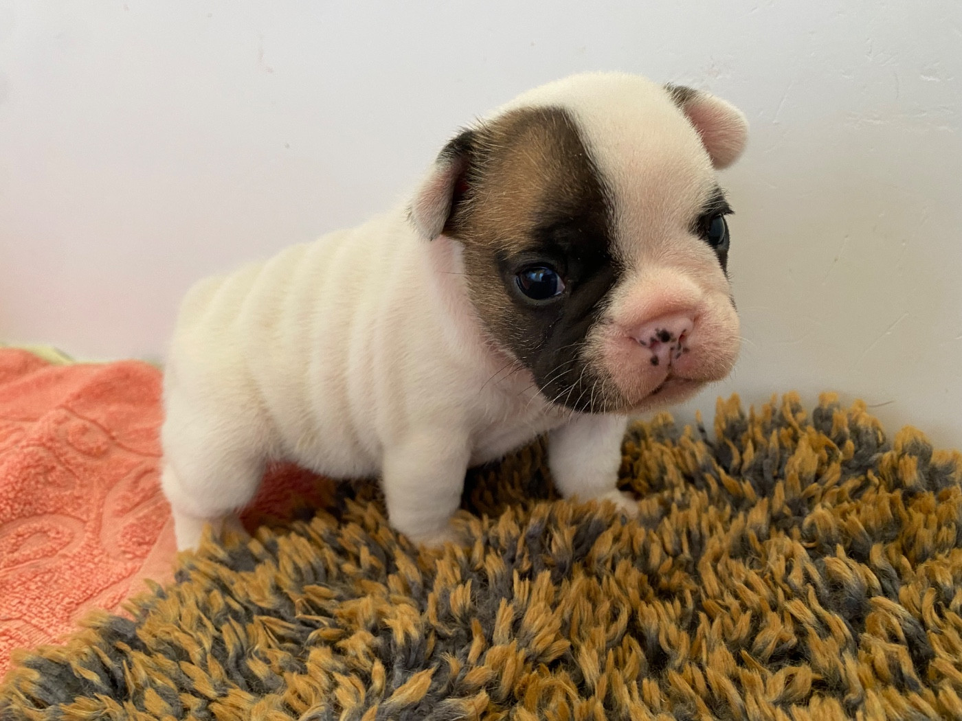 du square du p'tit quinquin - Chiots disponibles - Bouledogue français