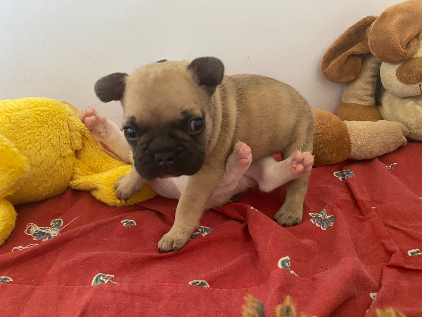 du square du p'tit quinquin - Chiots disponibles - Bouledogue français