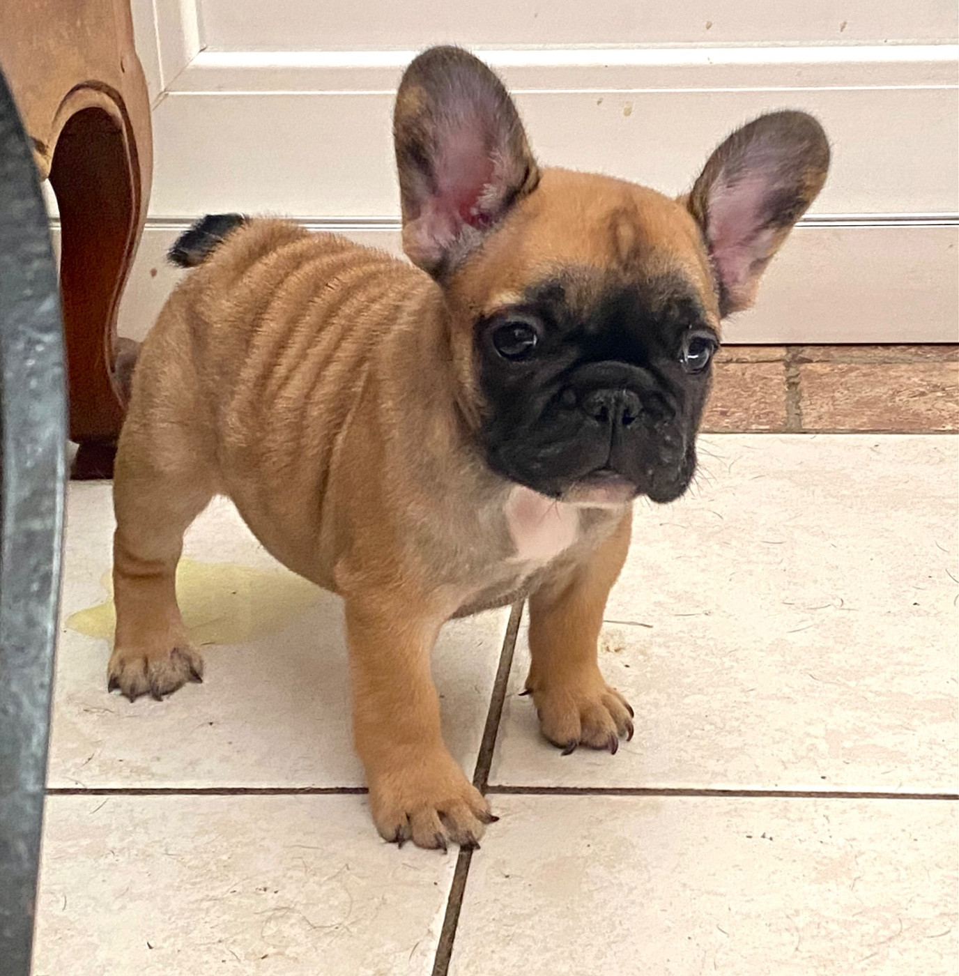 du square du p'tit quinquin - Chiots disponibles - Bouledogue français
