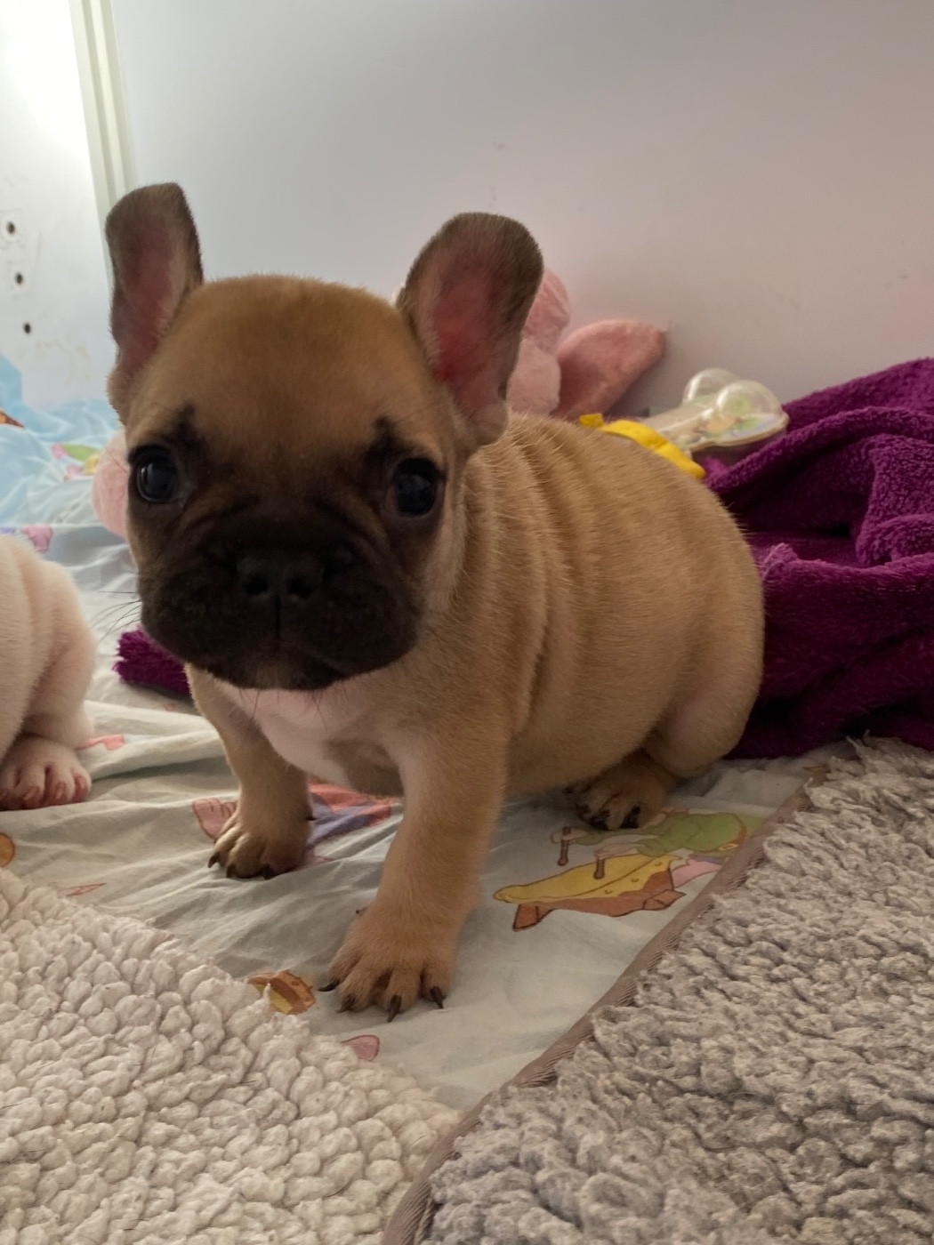 du square du p'tit quinquin - Chiots disponibles - Bouledogue français