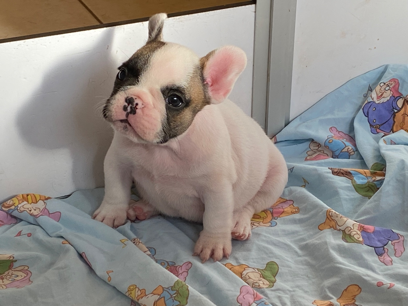 du square du p'tit quinquin - Chiots disponibles - Bouledogue français
