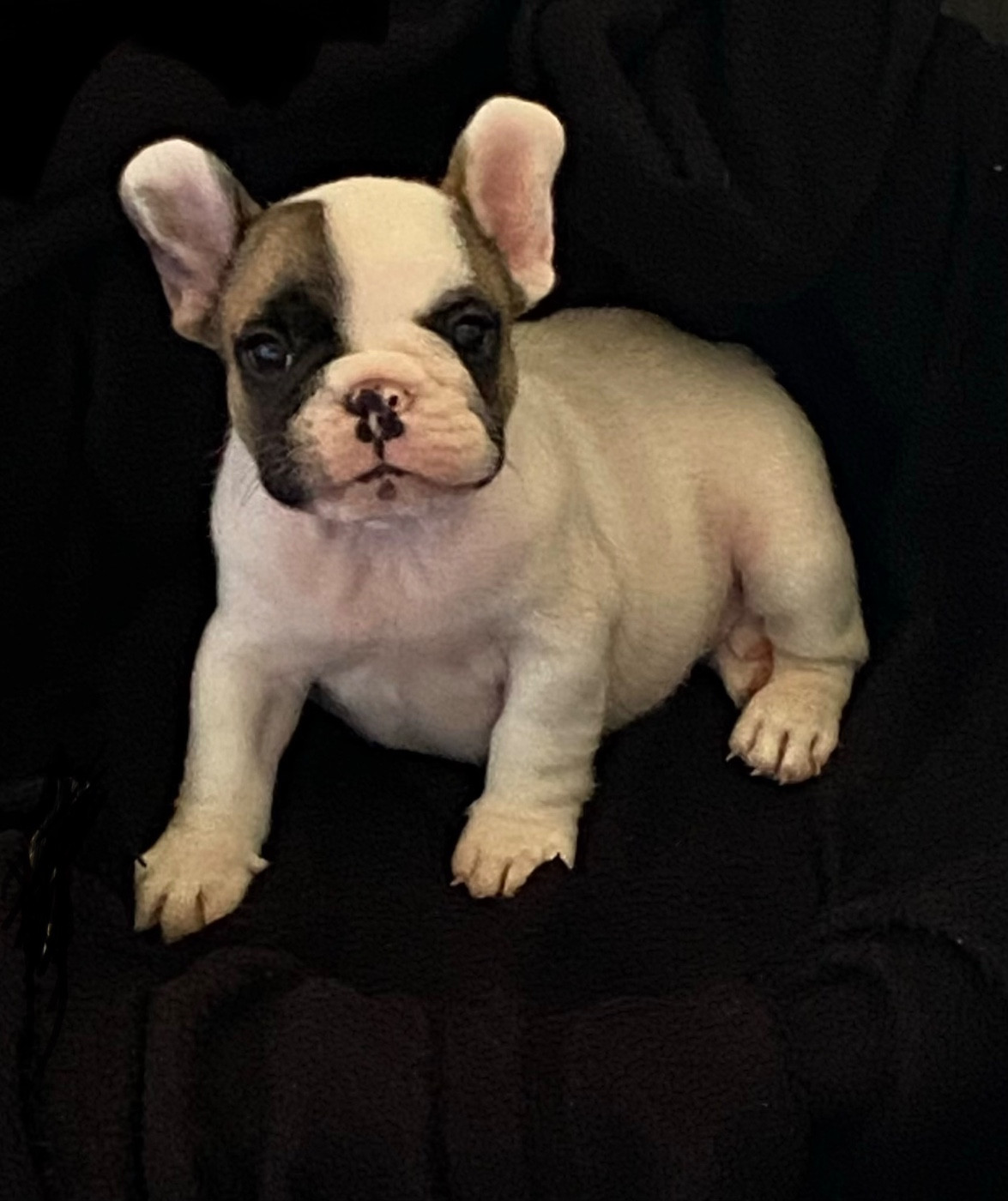 du square du p'tit quinquin - Chiots disponibles - Bouledogue français