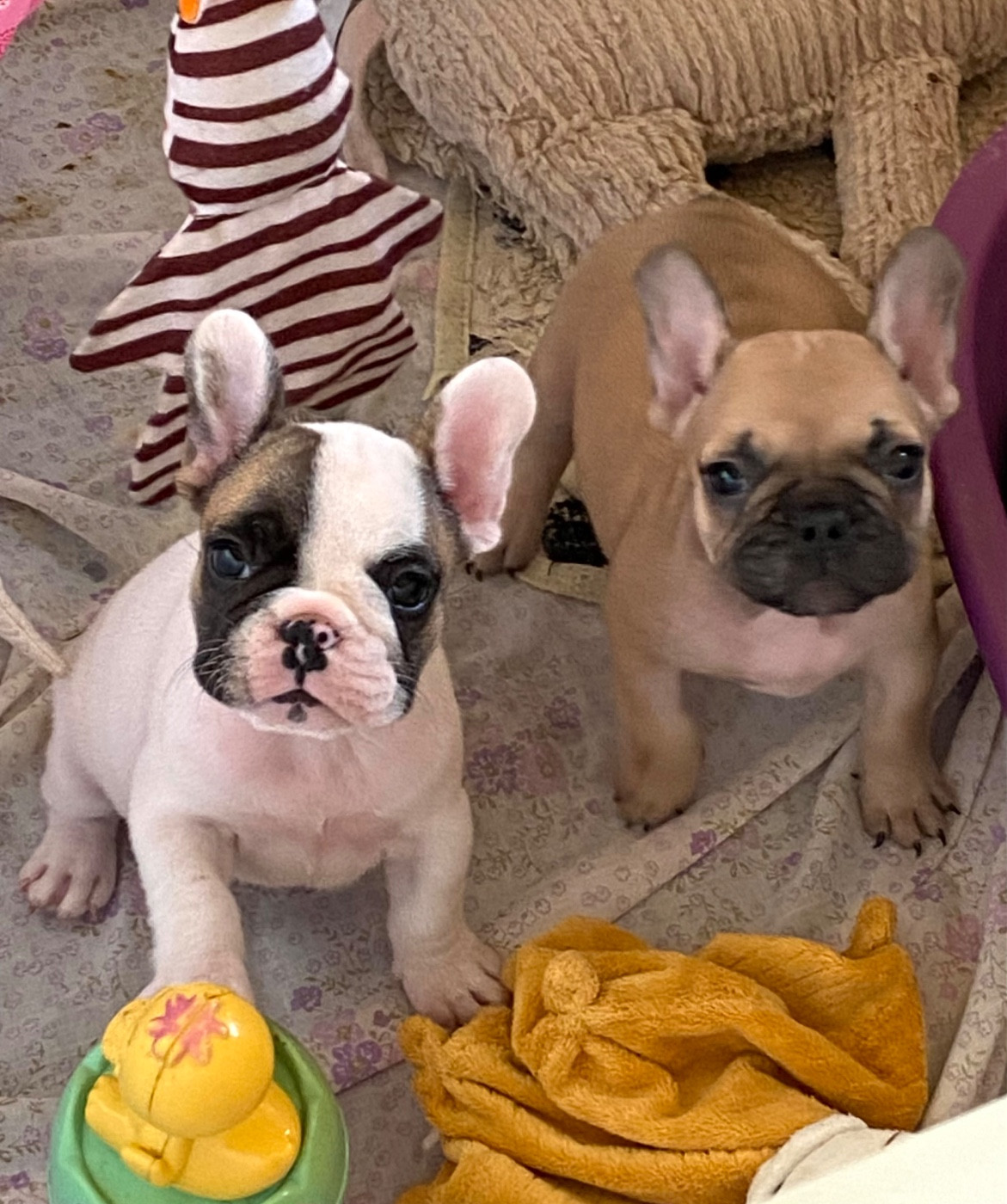 Chiot Bouledogue français du square du p'tit quinquin