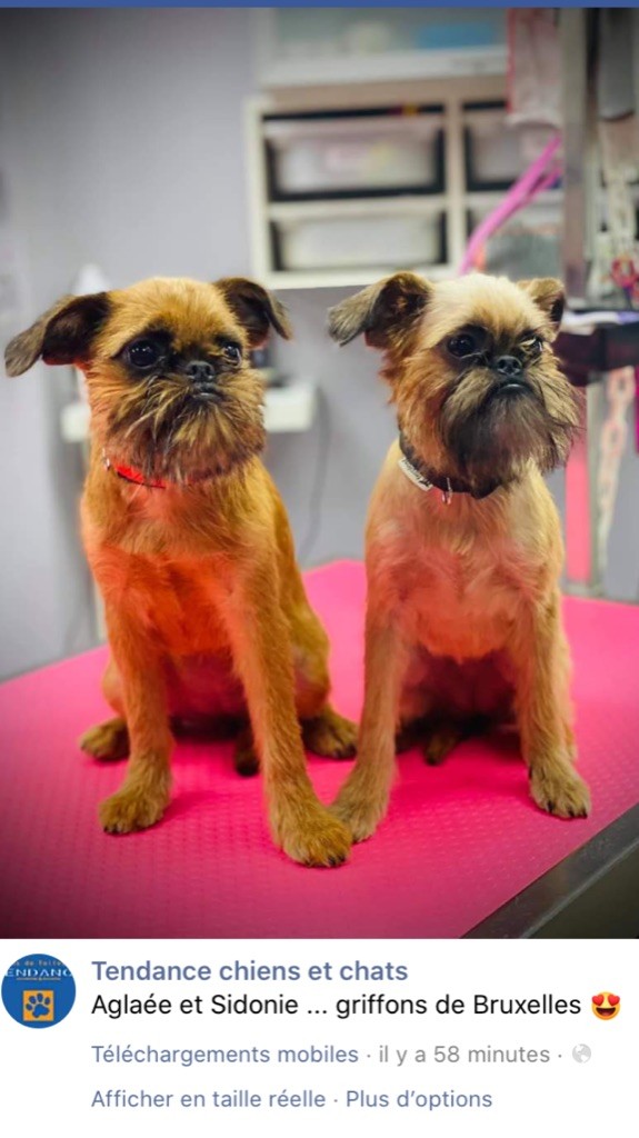 du square du p'tit quinquin - Griffon bruxellois - Portée née le 17/03/2020