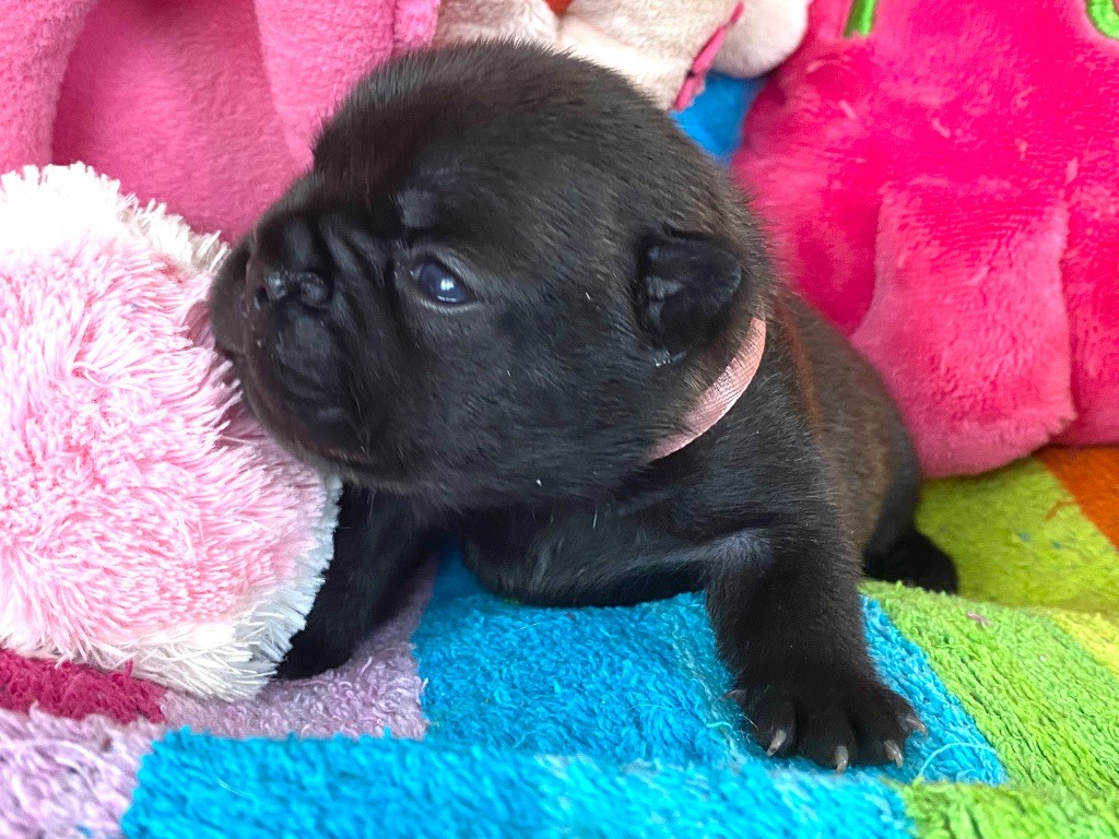 du square du p'tit quinquin - Chiots disponibles - Bouledogue français
