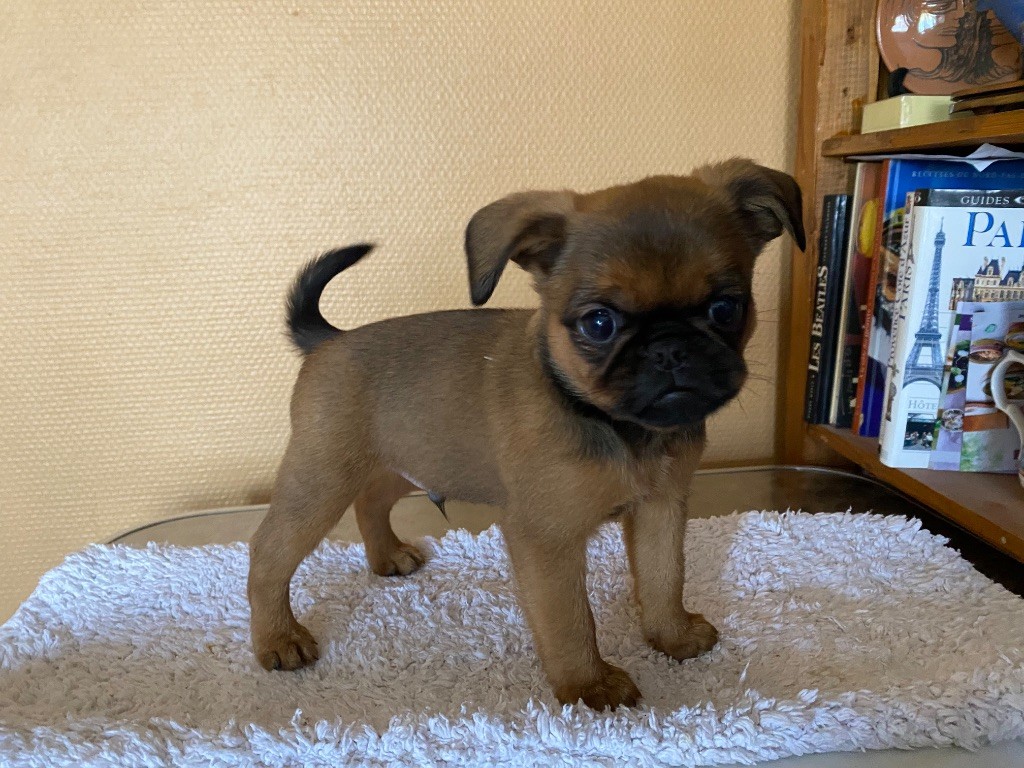 du square du p'tit quinquin - Chiots disponibles - Petit Brabançon