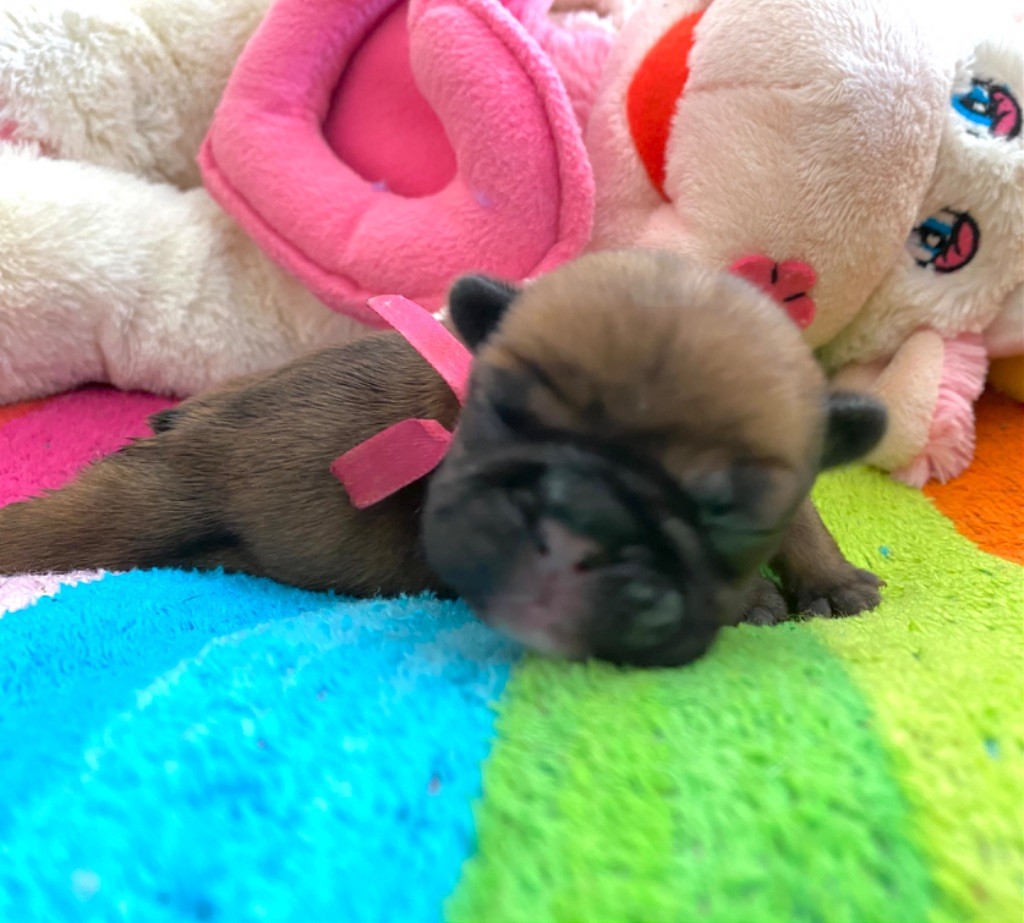 du square du p'tit quinquin - Chiots disponibles - Bouledogue français
